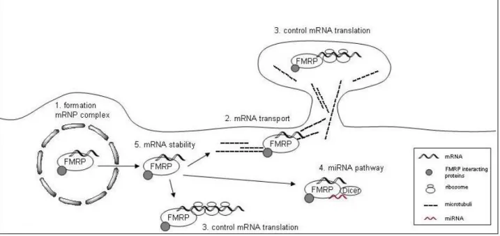 Figure 15: FMRP functions in neuron. 1) After FMRP binds target mRNA and proteins in the nucleus, forming an mRNP  particle, it is exported to the cytoplasm, where it can exert multiple functions