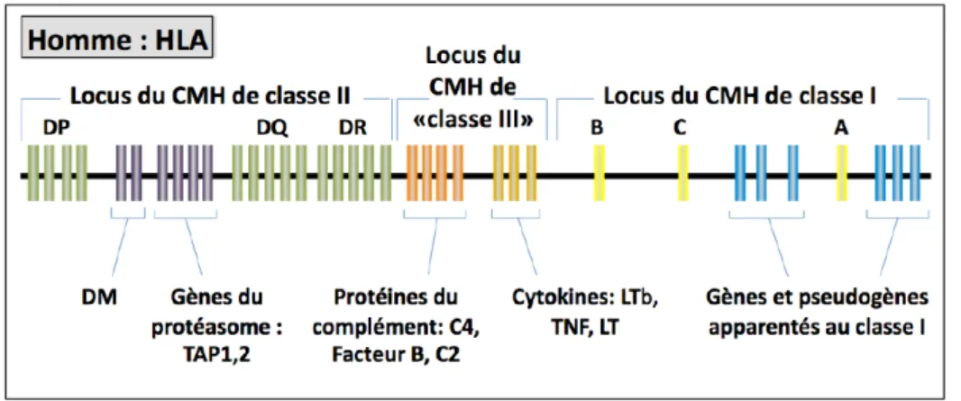 Figure 5. Organisation génomique du CMH.   
