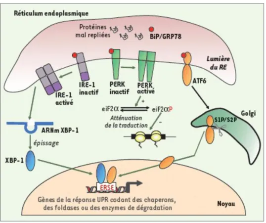 Figure 9. Les différentes composantes de l’UPR. 