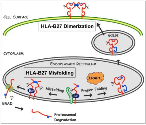 Figure 10. Mauvais repliement et dimérisation en surface du HLA-B27.