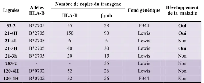 Tableau 3. Lignées de rats transgéniques pour le HLA-B27 / -B7 et la β 2 mh. 