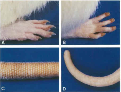 Figure 12. Atteintes extra-articulaires de la SpAr.  