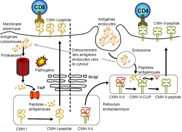 Figure 13. Voies de présentation des peptides antigéniques sur les molécules de CMH I  et II