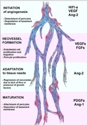 Figure 2 :  Acteurs cellulaires et moléculaires de l’angiogenèse. 