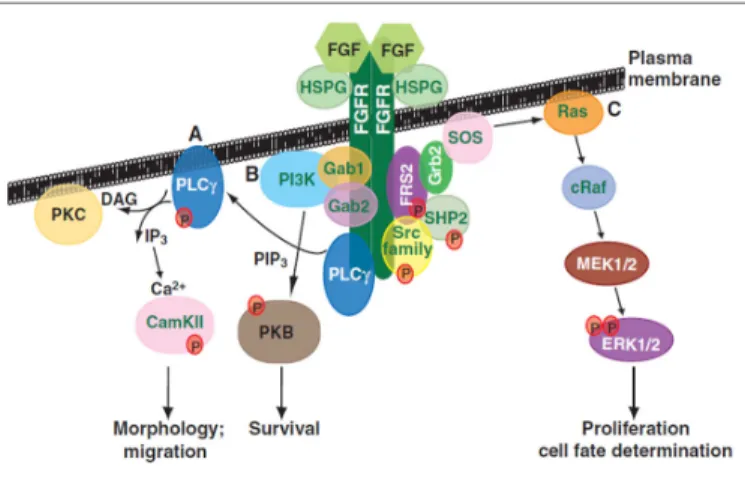 Figure 5 : Voies de signalisations intracellulaires du  système FGF/FGFR.  Dorey et al.2010 17 