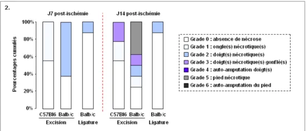 Figure 2 : Estimation de la survie de la patte ischémiée. Incidence et hiérarchisation des nécroses de la patte en fonction  de leur sévérité