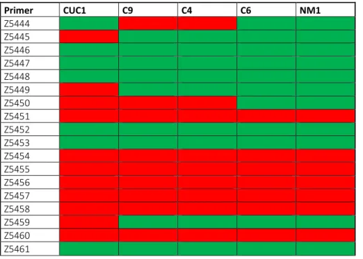 Table 2. Amplification of first primer set for A.gossypii clones. Primer temperature  gradient test reported successful (green) or unsuccessful (red) amplification per pairs of  primers