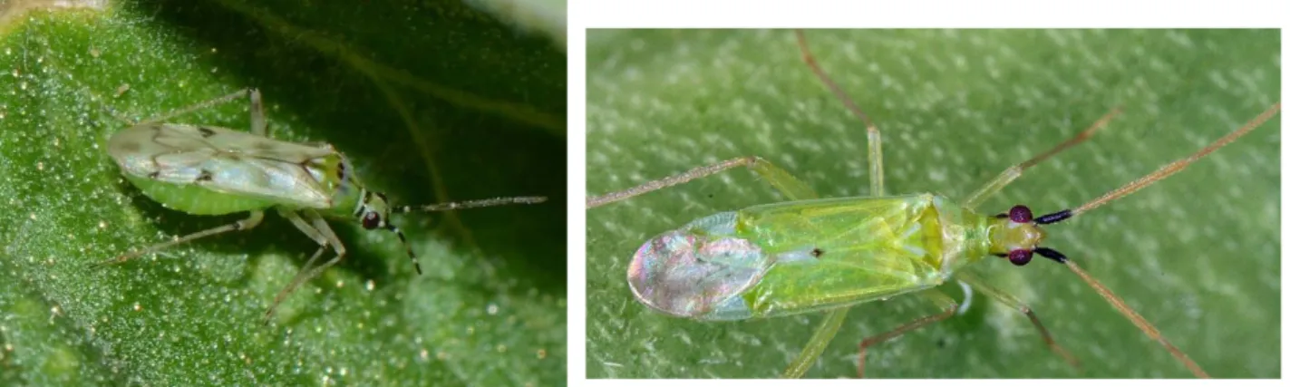 Figure 6: A gauche: N. tenuis adulte. A droite: M. pygmaeus adulte. 