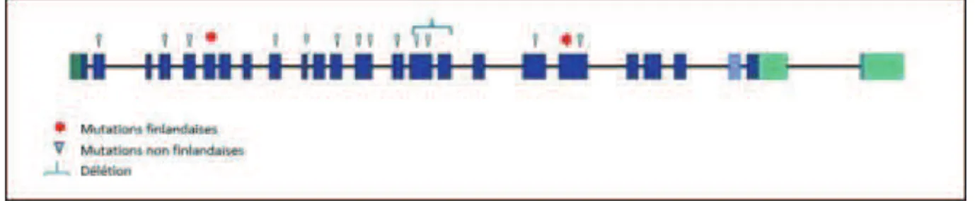 Figure 10. Représentation schématique du gène TRIM37 – localisation des mutations  retrouvées dans la littérature