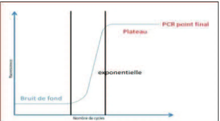 Figure 12. Schématisation du cycle de PCR. 