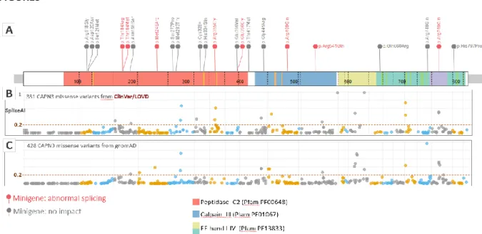 Figure 1: Deep exonic missense variants in  CAPN3 gene.  A. Twenty one clinically relevant variants  tested by minigene assay are shown (variants with effect on splicing are in red, variants without impact  are in grey)