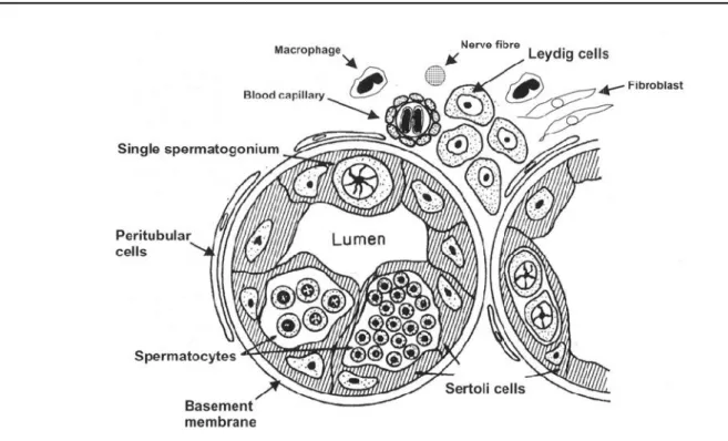Figure 2 : Section transversale d’un lobule testiculaire (Billard et al., 1982) 4.1.1.3