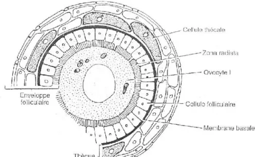 Figure 4 : Follicule ovarien composé d’un ovocyte I et de l’enveloppe folliculaire (Zona radiata, cellules folliculaires, membrane basale et thèque) (Bruslé et Quignard, 2004)