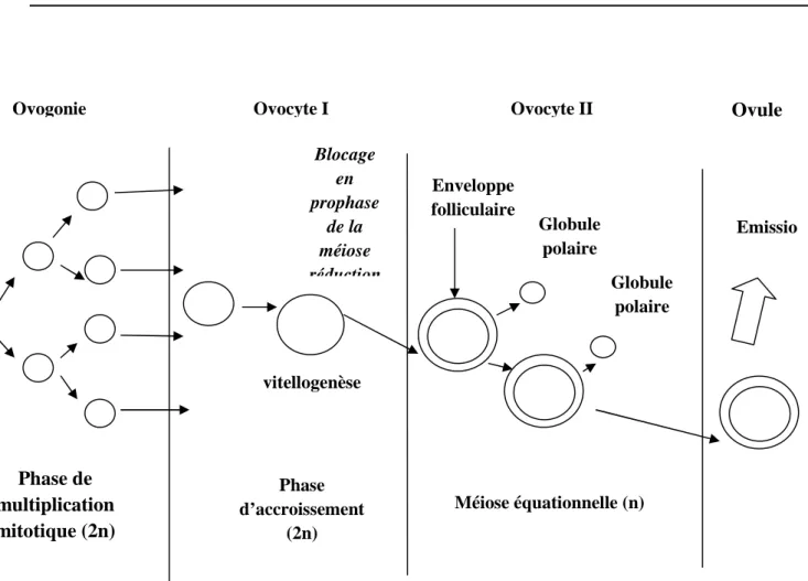 Figure 4  : Schéma de l’ovogenèse chez les vertébrés,  une ovogonie diploïde génère un ovule haploïde (Modifiée de Valente, 2008)