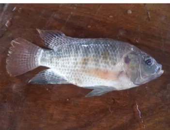 Figure 5 : Spécimen d’Oreochromis niloticus (Travaux de recherche, 2016)