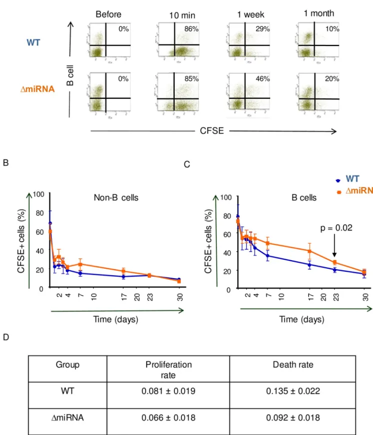 Fig 4. CFSE kinetics in peripheral blood. (A) Representative flow cytometry dot plots of CFSE-labeled B cells at different times after intravenous CFSE injection