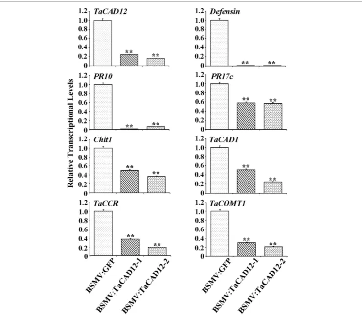 FIGURE 8 | The transcriptional levels of TaCAD12, defense, and monolignol biosynthesis-related genes in BSMV:TaCAD12- and BSMV:GFP-infected CI12633 plants after R