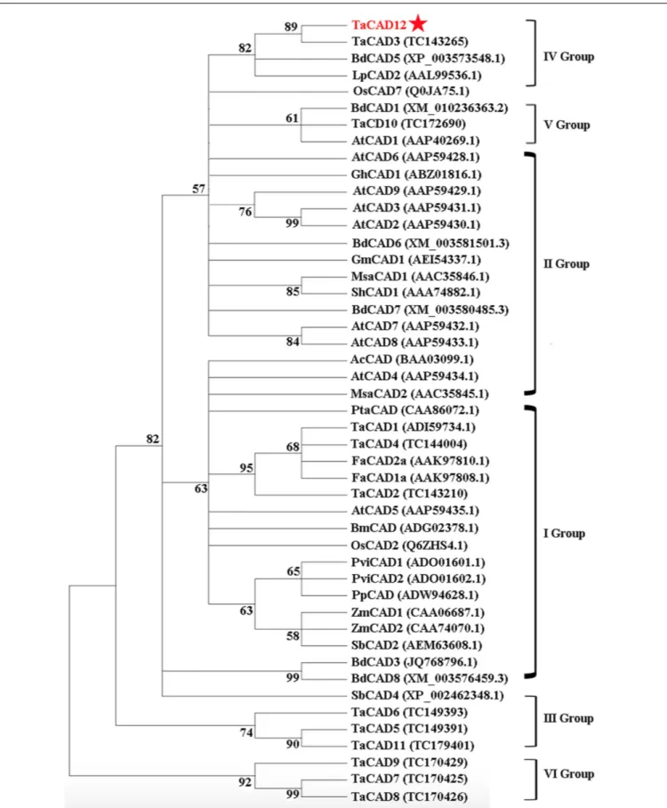 FIGURE 3 | Phylogenetic relationships of TaCAD12 and 46 other CAD proteins in plants. The phylogenetic tree was constructed by using neighbor-joining phylogeny of MEGA 5.0 following ClustalW method, and is showed in bootstrapped manner