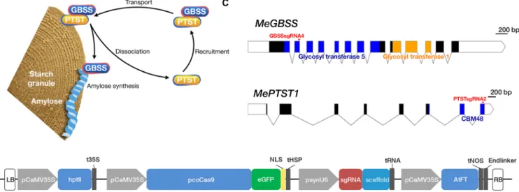 Fig. 1. Genome editing of MeGBSS and MePTST1. (A) Model for association between GBSS, PTST1, and starch granules as proposed by Seung et al