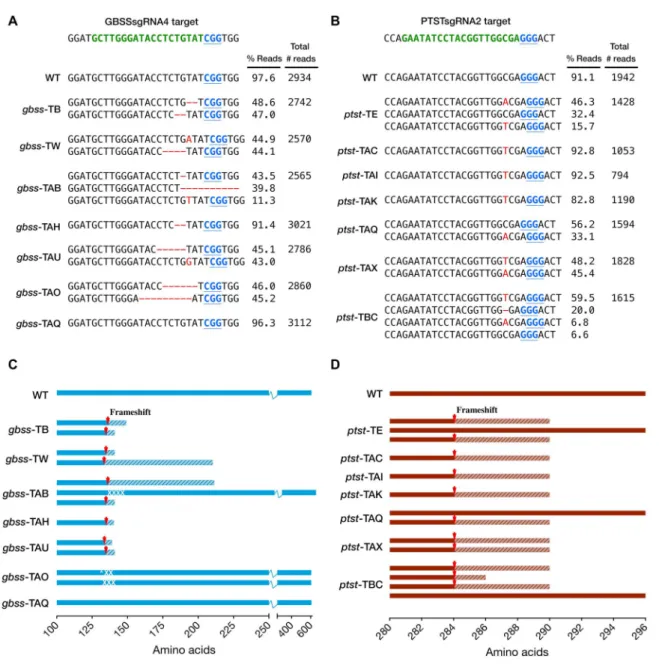 Fig. 2. Sequence analysis of indels and predicted translation of reads in gbss and ptst lines