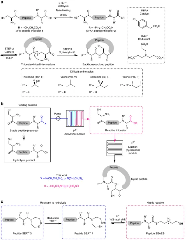 Fig. 1 Cyclic peptide synthesis using NCL and its implementation under micro ﬂ uidic conditions