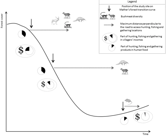 Figure  3.  Illustration of the results: evolution of bushmeat diversity, maximal sampling distance,  proportion of NTFP and bushmeat harvesting reflected in the income and in the dietary intake, at  different stages along the forest transition curve