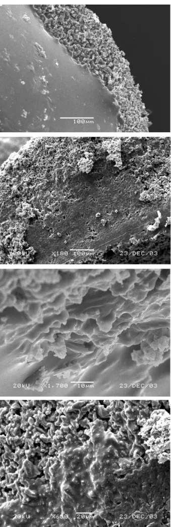 Fig. 5a. SEM micrograph showing the  PDLLA polymer/heat-treated Bioglass  composite plug formed by polymer  penetration at low magnification 