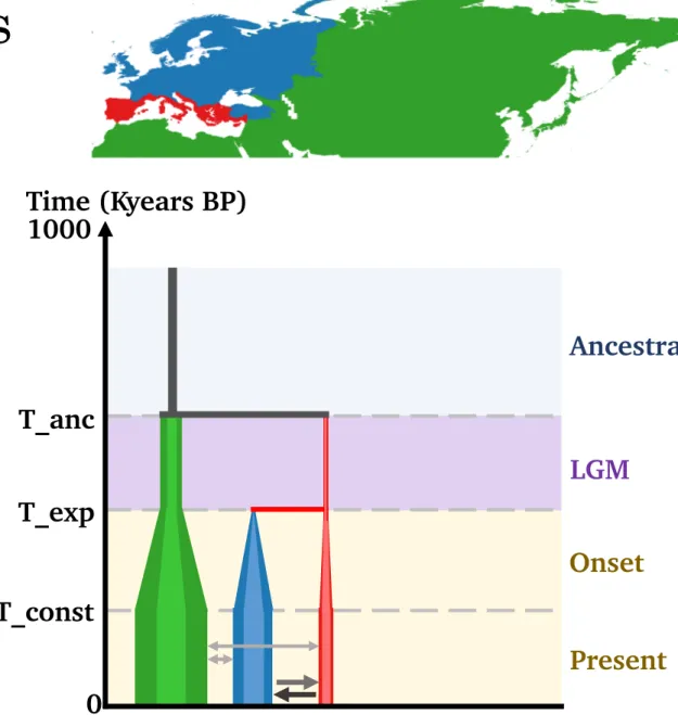 Figure 6b Onset T_const T_expT_anc Time (Kyears BP)1000 T1 LGM Ancestral 0 1 20 Present OnsetT_constT_expT_anc1000Time (Kyears BP)T2LGM Ancestral0120Present Onset T_const T_expT_anc Time (Kyears BP)1000 T3 LGM Ancestral 0 1 20 Present OnsetT_constT_expT_an