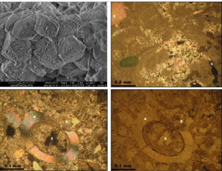 Figure 2.  Analyses on Lithothamnium limestones. Top left: Scanning electron microscope (SEM) image showing  weathered calcite crystal; Top right: Thin section (see meaning of numbers below); Bottom: Thin section under  polarized light (left) and under ref