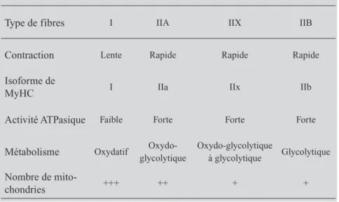 Tableau  II :  Les  différents  types  de  fibres  musculaires  et  leurs  caractéris- caractéris-tiques  analysées  par  une  combinaison  du  type  contractile  révélé  à  l’aide  d’anticorps anti chaînes lourdes de myosine (MyHC, Myosin Heavy Chain)  et