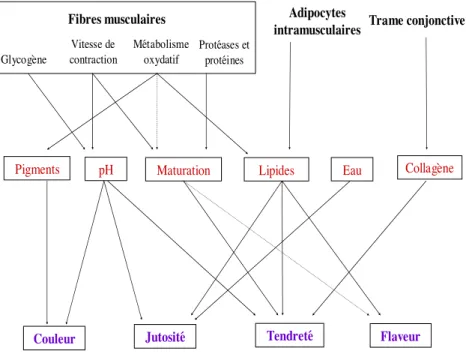 Figure 3 : Contribution des caractéristiques musculaires à la qualité   sensorielle de la viande (couleur, jutosité, tendreté et flaveur)   (Hocquette et al., 2005a)