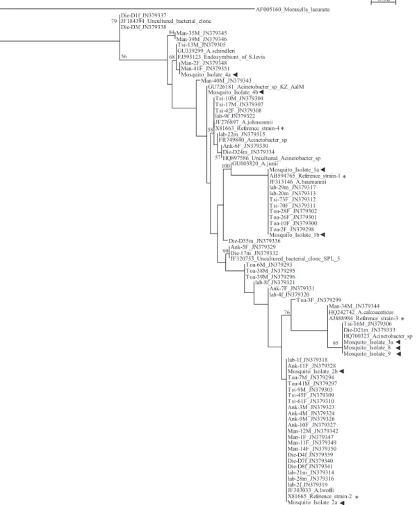 Fig. 1. Maximum-likelihood phylogenetic tree comparing a region of bacterial 16S rRNA gene sequences