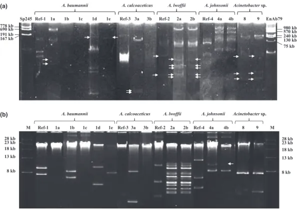 Fig. 3. Electrophoretic profiles of plasmids from Acinetobacter. Characteristics of the samples are given in Table S2