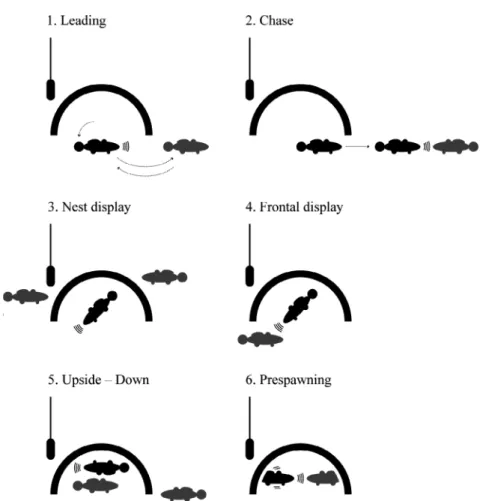 Table 2 Sound parameters of recorded tonal sounds during reproductive interactions in three Perccottus glenii males