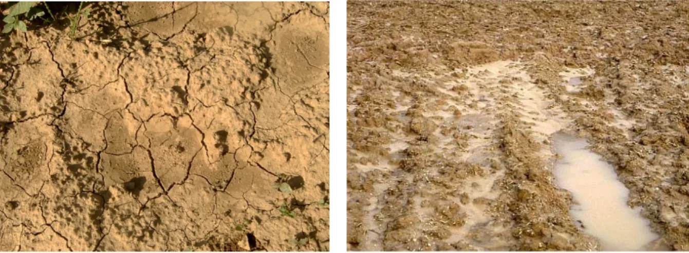 Figure 2 : Croûte de battance (à gauche) qui empêche l’eau de s’infiltrer dans le sol (à droite) 5