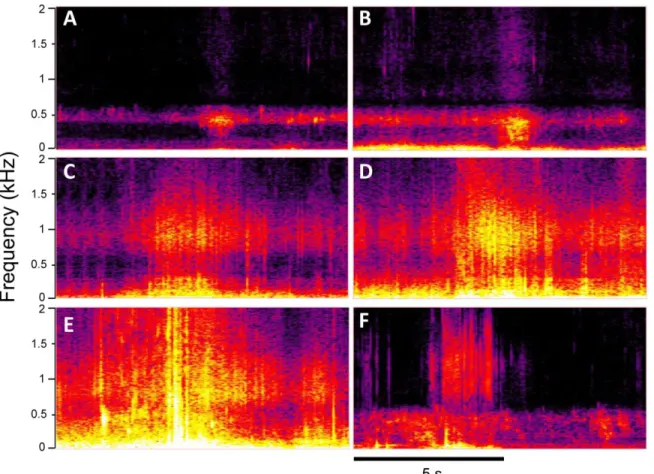 Fig. 5. Sonograms of typical elevated AN events. A to B (Parede beach) and C to E  (Figueirinha beach) depict water movement and waves of increasing intensity