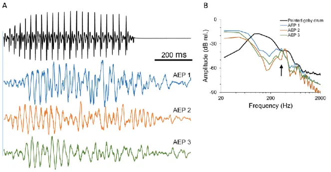 Fig. 7. Hearing response to conspecific sounds. A - Oscillogram of the courtship sound  stimulus (upper black trace) and corresponding AEP response recorded from three 