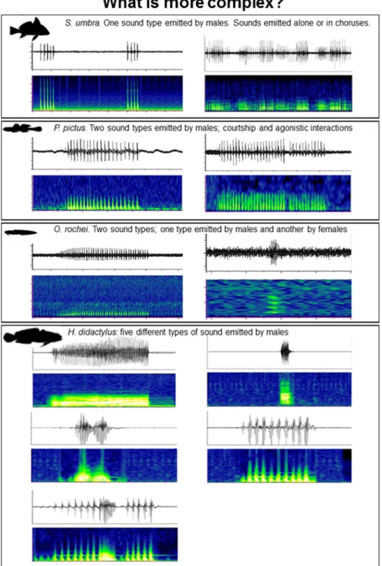 Figure 1.  The acoustic complexity of vocal fish communities (measured at a specific moment in space and  time) can be function of (i) variations of a single species call rate (e.g