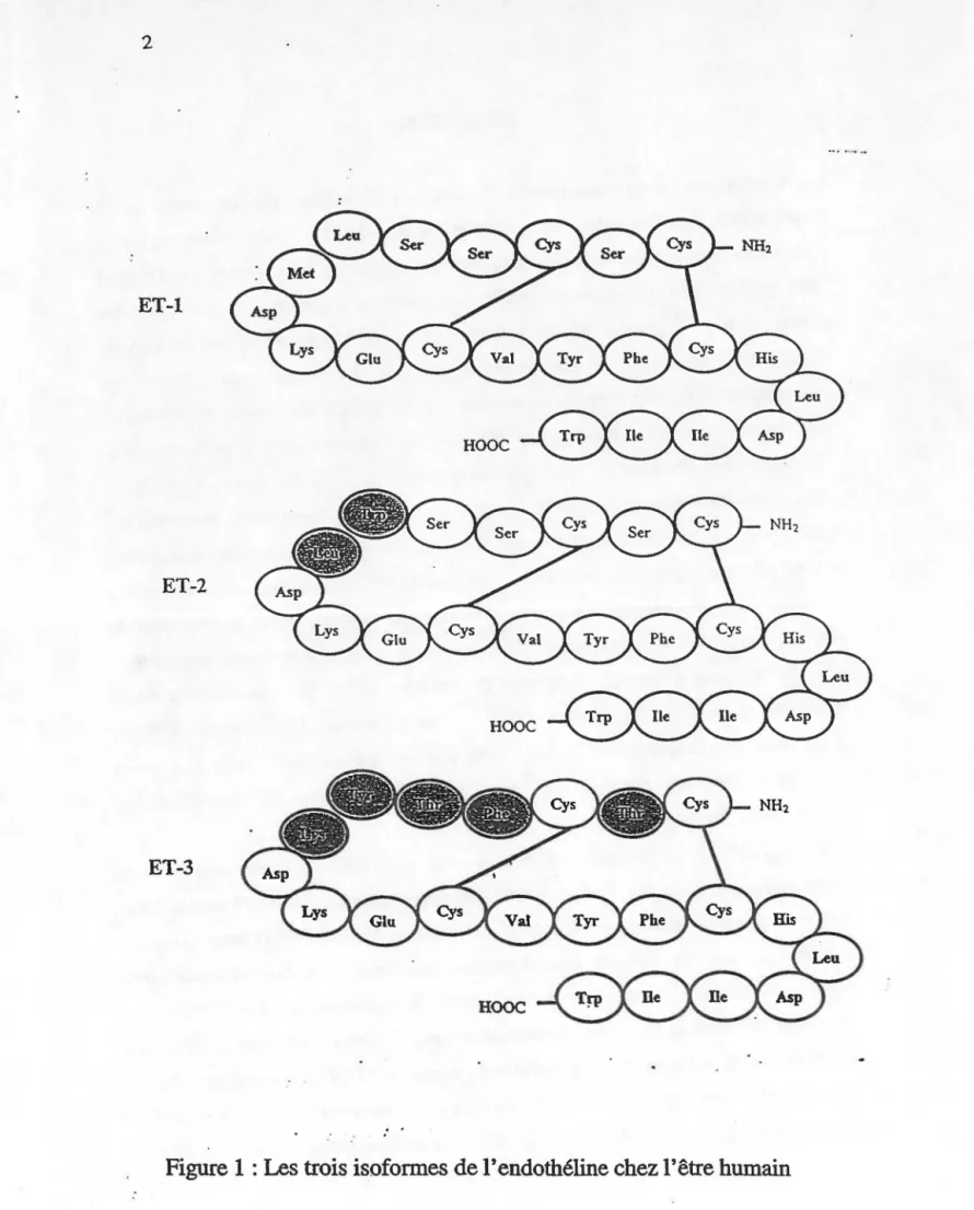 Figure 1 : Les trois isoformes de  l'  endothéline chez l'être humain 