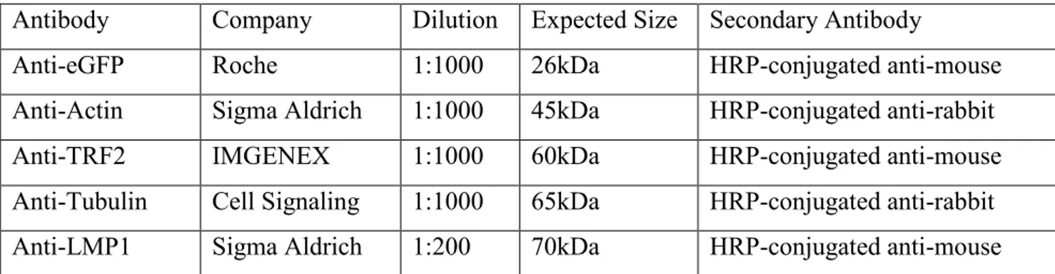 Table 5: Secondary antibodies and dilution. 