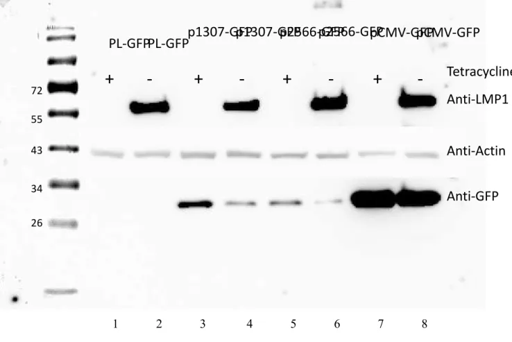 Figure 17: Western blot of TRF2 promoter analysis.  