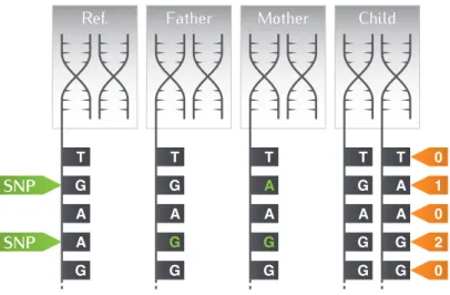 Figure 2.2 Mother and father chromosomes dna differ from reference dna at one locus (a/g mutation, in green); the mother in addition differs at a second locus (g/a mutation in green)