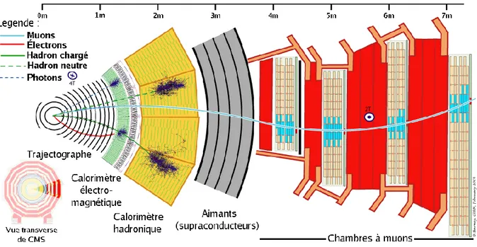Figure  9 :  Coupe  transversale  du  détecteur  de  l’expérience  CMS.  Les  protons  entrent  en  collision à l’intérieur du tube (à gauche) et les produits de désintégration sont détectés, selon  leur nature, par une des différentes couches concentrique