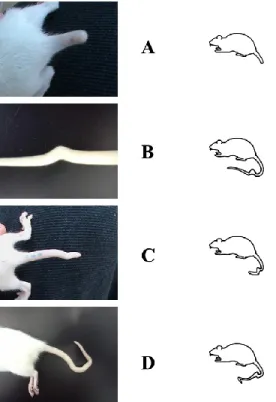 Figure 6. Exemples de malformations de la queue régulièrement observés après exposition  prénatale au VPA chez le rat (figure tirée avec autorisation de Saft et al., 2014) 