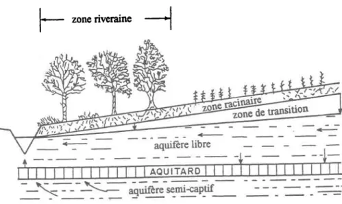 Figure  2.6  Schéma de la  zone non saturée, des aquifères et  des directions d'écoulement au niveau d'une zone riveraine typique sous climat humide  (d'après Lowrance  et pionke, l9S9).