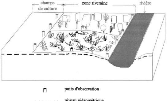 Figure 3.2  Schérna  de localisation des puits d'observation  au niveau des sites de végétation riveraine.