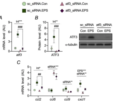 Fig. 2C). The macrophage-speci ﬁ c marker cluster of differentiation- differentiation-68 (cddifferentiation-68) mRNA increased post-exercise in both genotypes (Fig