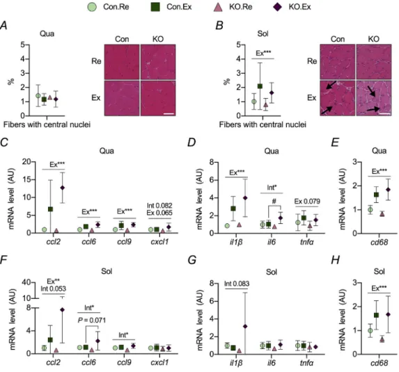 Fig. 2. Effects of a single bout of eccentric exercise on structural damage and inﬂammatory markers in skeletal muscle.