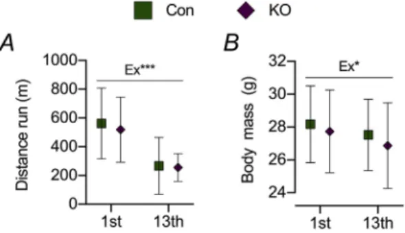 Fig. 3. Effects of repeated bouts of exhaustive eccentric exercise on exercise per- per-formance and body mass.