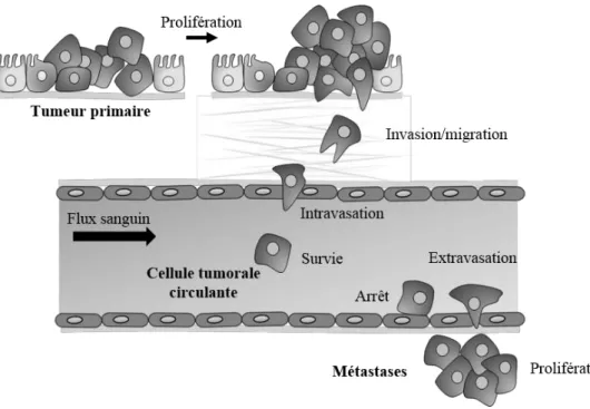 Figure  2 :  La  cascade  métastatique.  La  dissémination  métastatique  est  un  processus  biologique  complexe comprenant de nombreuses étapes telles que : la prolifération et la migration des cellules  tumorales au niveau du site primaire, la dégradat